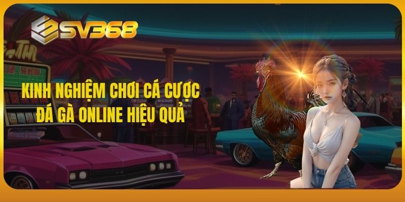 SV368 - Kinh nghiệm chơi cá cược đá gà online hiệu quả