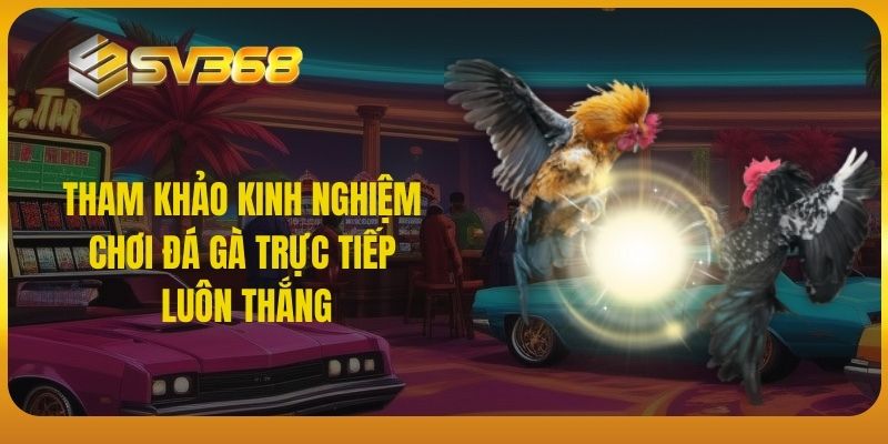 SV368 - Tham khảo kinh nghiệm chơi đá gà trực tiếp luôn thắng